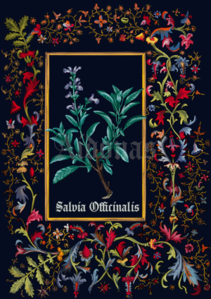 Salvia Officinalis
