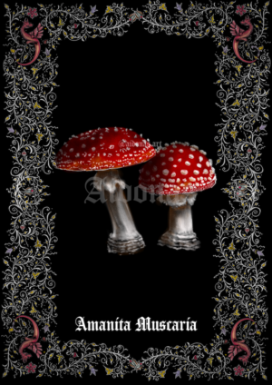 Amanita Muscaria