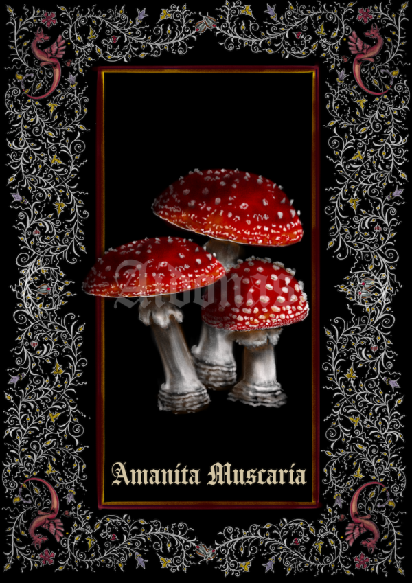 Amanita Muscaria – Image 2