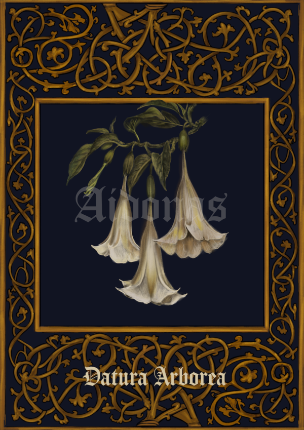 Datura Arborea