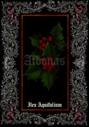 Ilex Aquifolium