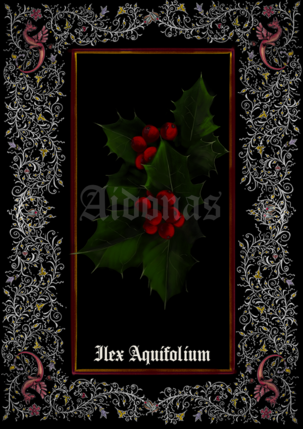 Ilex Aquifolium