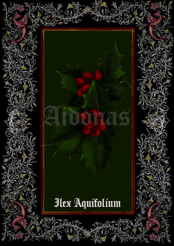 Ilex Aquifolium – Image 2