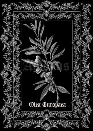 Olea Europea