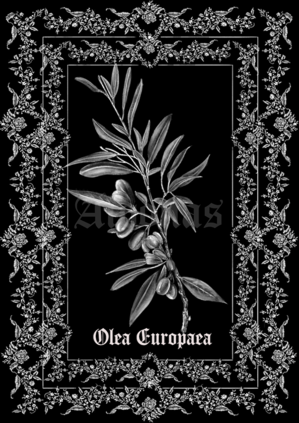 Olea Europea