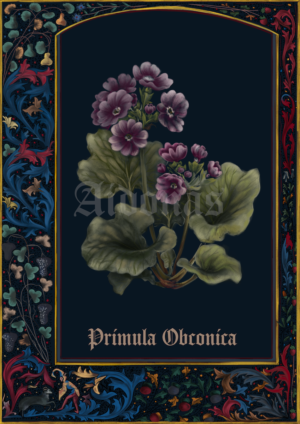 Primula Obconica