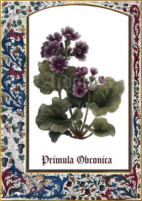 Primula Obconica – Image 2
