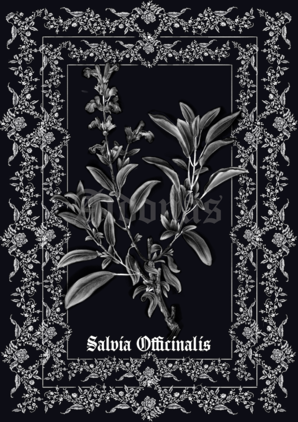 Salvia Officinalis – Image 2
