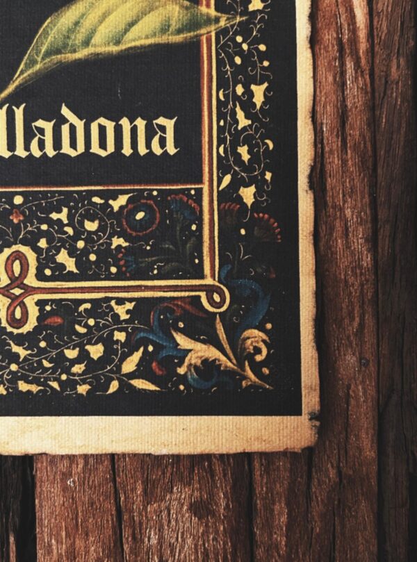 Belladona – Image 4