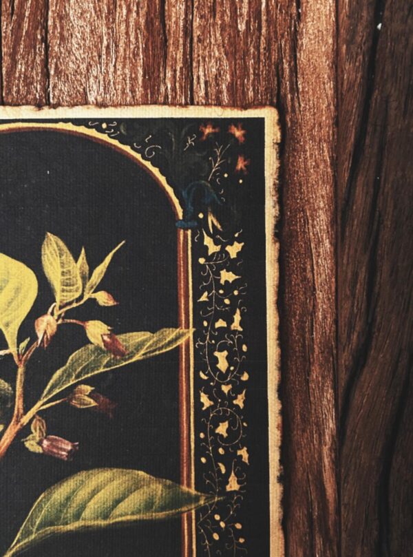 Belladona – Image 3