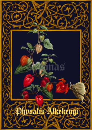 Physalis Alkekengi