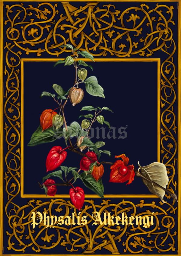 Physalis Alkekengi