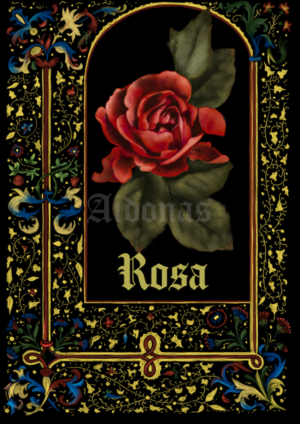 Rosa