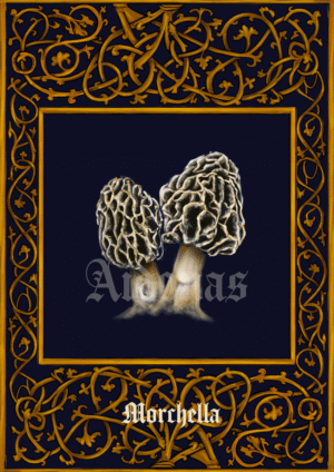 Morchella