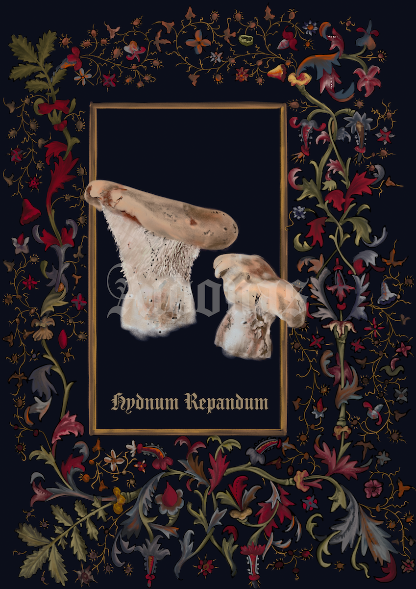 Hydnum Repandum