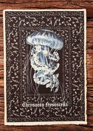 Chrysaora Hysoscella